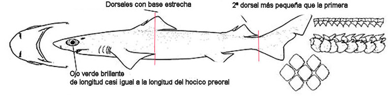 Centrophorus granulosus_03.jpg